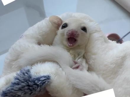 #萌宠蜜袋鼯 #蜜袋鼯 不要为了便宜一点点钱吃了大亏