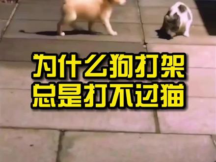 为什么狗打架总是打不过猫?#狗狗 #家有傻狗 #萌宠