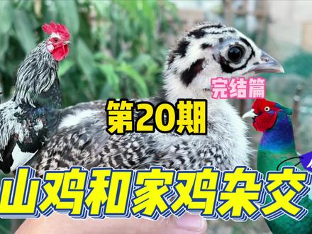 第20期|用各种花母鸡配山鸡后代会怎么样?偶然碰到一只这样母鸡 #杂交鸡 #七彩山鸡杂交 #伙伴计划推荐官