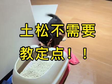 土松乱拉别担心,定点完全不需要教#四眼铁包金 #中华田园犬 #定点 #土松
