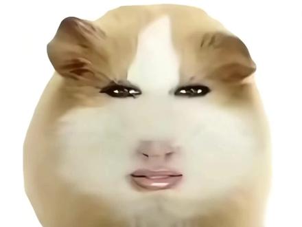 猪妞在几秒说仙女下凡?