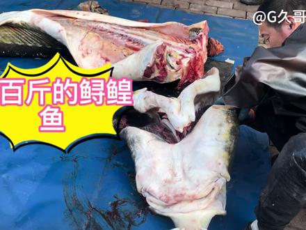 三百斤的达氏鳇鱼,肥的像猪肉,一个鱼头好几十斤!真大啊。 #达氏鳇鱼 #鲟鳇鱼头 #黑龙江特产 #东北早市vlog #淡水鱼 #摆摊生活