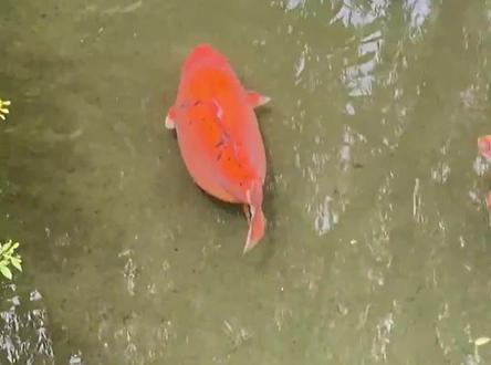 这鱼怎么猪里猪气的?#趵突泉的鱼 #鲤鱼 #观赏鱼
