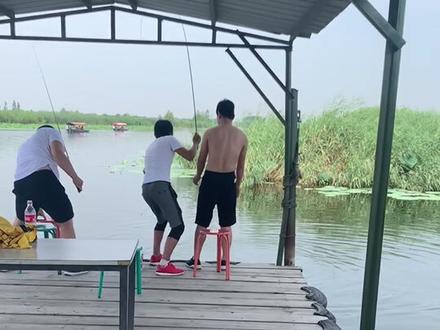 小哥哥新手,你怎么这么厉害😄白洋淀免费野钓#白洋淀荷塘家宴