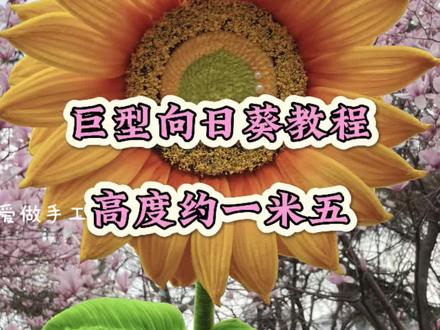一举夺葵详细教程来喽,姐妹们这款高度约一米五,颜色是芒果黄,钢管用四根#一举夺魁 #巨型向日葵 #毕业季#扭扭棒