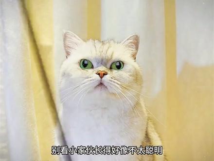 #萌宠解说 #萌宠#萌宠出道计划 #萌宠日常记录 #萌宠成精了 @抖音小助手 @DOU+小助手