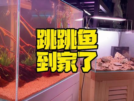 跳跳鱼,到家了😄