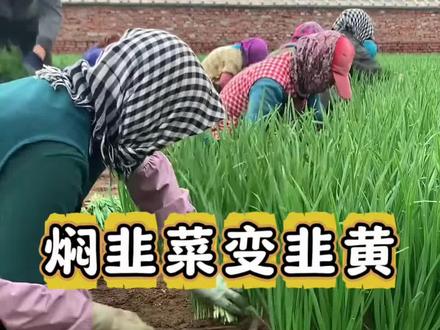 韭菜变韭黄全是闷出来的啊 #种植基地