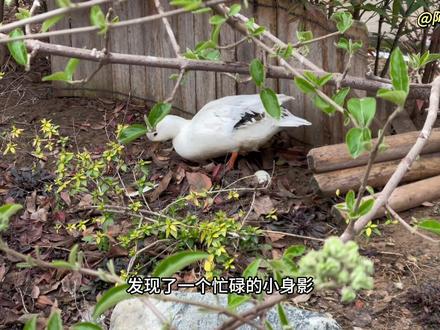 我家的柯尔鸭下蛋啦 #柯尔鸭 #孵蛋 #人工孵化