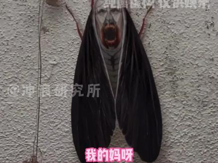 长着无脸男的脸的虫子#恐怖 #虫子 #娱乐评论大赏