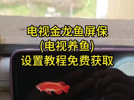 金龙鱼电视屏保下载和设置教程,电视养鱼教程,金龙鱼屏保下载教程,金龙鱼动态壁纸下载,金龙鱼4k超清全面屏。海信电视机屏保龙鱼设置教程,金龙鱼动态壁纸下载免费,TCL金龙鱼电视屏保设置教程,小米电视金龙鱼屏保设置教程,金龙鱼屏保高清4k下载教程,#电视养鱼教程 #电子养鱼 #电视屏保 #金龙鱼屏保 #电视屏保设置教程 电视养鱼,电子养鱼。金龙鱼电视屏保教程,