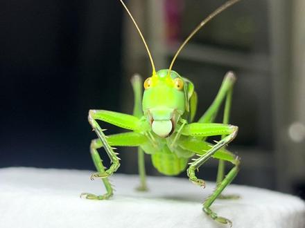 睿智的绿蝈蝈#宠物迷惑行为大赏#宝贝年味企划#万物可爱计划#蝈蝈 #鸣虫文化