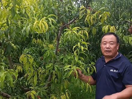 叶片黄化怎么办?郭老师给你出招。#三农 #抖音818发现好物节 #农业 @抖音创作者中心 @抖音小助手 @抖音正能量