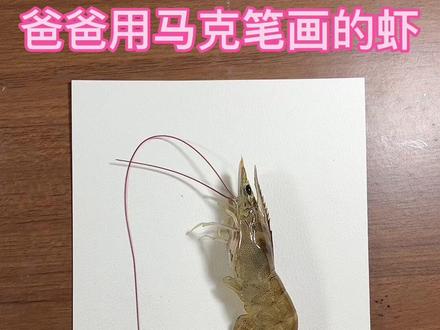 爸爸用马克笔画的虾#马克笔 #每日一画 #虾