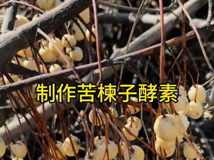 纯天然的驱虫剂,用的时候按1比10的比例兑水,有效预防驱赶蔬菜害虫#苦楝子的功效与作用 #租地种菜 #种植小技巧