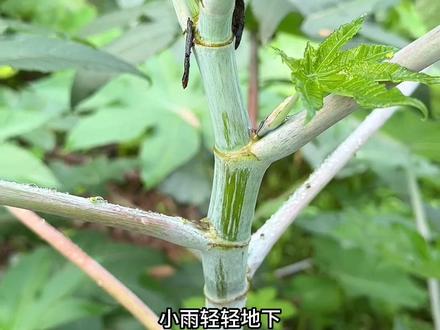 以前广泛种植的蓖麻,现在很少见了#江汉路happy站台 @江汉路Happy站台