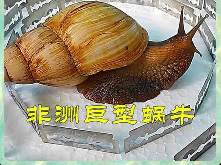 非洲巨型蜗牛挑战通过刀片!#宠物知识 #宠物科普 #巨型蜗牛 #剧情演绎 #亲子互动