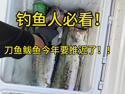 今年渤海湾的鲅鱼、刀鱼(带鱼)不会来得早,反而整体偏晚。鲅鱼(蓝点马鲛)往年:4月底-5月初进入渤海湾(莱州湾、渤海湾) 2026年:受“无春之年”影响,整体推迟7-15天• 潍坊/渤海湾时间:预计5月中旬后才会有大群鲅鱼进入 刀鱼(渤海带鱼)往年:春汛约4月中下旬开始 2026年:水温回升慢,预计推迟到5月初 原因今年春季气温、海水温度回升偏慢,影响洄游节奏 鲅鱼最适水温约16℃,水温没上来,鱼群就不会大规模北上#海钓 #钓鱼人 #海钓船钓