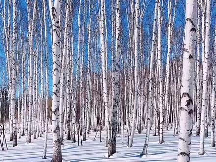 《白桦》 四下第11课 #课文朗读#四年级下册语文 #叶赛宁