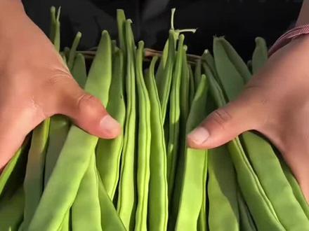 新鲜的长扁豆,这是云南高山种植的新鲜长扁豆,农家种植的,可以炒着吃,焖着吃,怎么吃都好吃哦#长扁豆 #美味家常菜 #好吃#创作灵感上热门