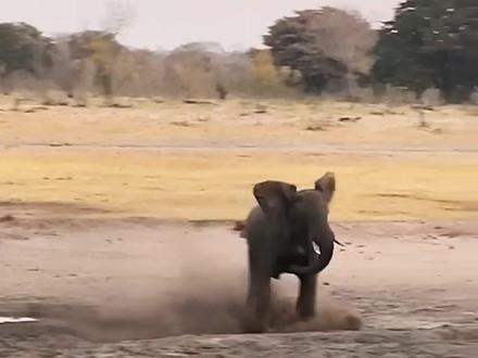 为什么平头哥天不怕地不怕? #动物世界 #平头哥 #自然奇境科普季
