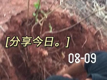 在山里发现马加勒(金刚藤、金刚刺)【效与作用】祛风湿、利小便、消肿毒,属利水渗湿药下属分类的利尿通淋药#金刚藤