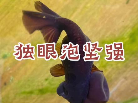 治愈破损的水泡金鱼