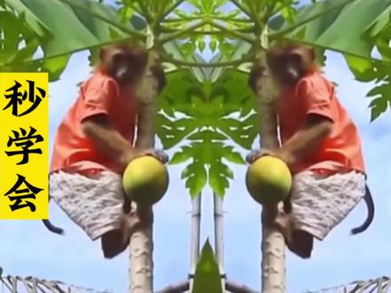 菜鸟秒学会的镜像效果,广泛应用于广场舞教学,制作有趣的双胞胎 #短视频制作教程 #剪辑教程 #镜像 #双胞胎