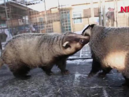 不冬眠的獾子 多长肉 多赚钱#特种养殖