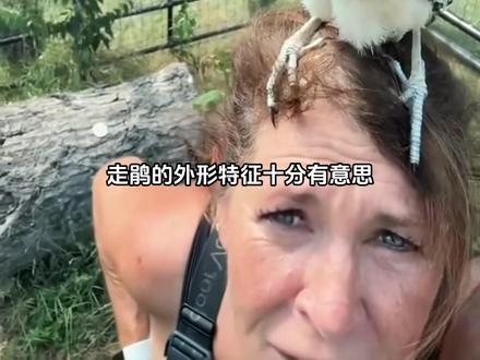 现实中爱奔跑的哔哔鸟#动物科普 #走鹃 #哔哔鸟 #鸟类