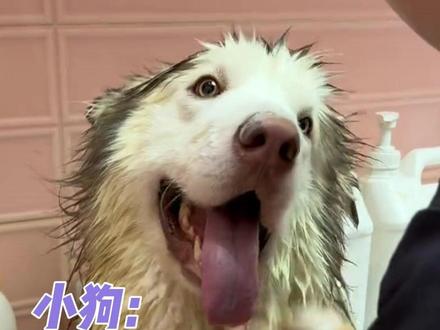 小狗:我最讨厌事后道歉了! #狗