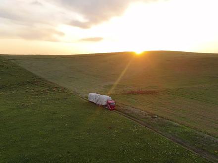 来自黑山头的天然碱草,可劲造!#马 #狗