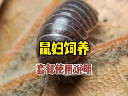 初一开学鼠妇又要做实验了,全部鼠妇人工养殖!#鼠妇实验 #自然教育 #科普 #天空森林自然博物馆 @DOU+小助手