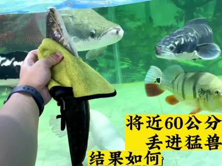 今天来顿鲶鱼大餐,将近60公分的一口吞。#养鱼日记 #观赏鱼 #水族 #养鱼 #喂鱼