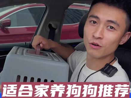 如果你要养一条小狗,你会选择什么狗狗呢?有朋友问我有没有适合家养的狗狗推荐,今天我们来分析一下适合城市喂养的狗狗要有那些优点!#适合家养的狗狗推荐 #萌宠 #新手养狗 #柴犬 #柴犬的优点