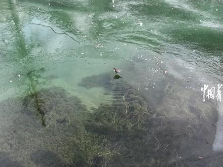 既能上天又能入水?网友拍到一只河乌潜水捕鱼,几乎“百发百中”。@孟三岁