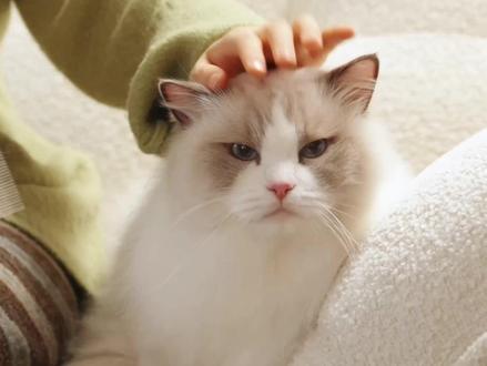 养猫新手家长一定不能错过的好物!! #naisi奶思 #奶思猫粮 #奶思风干粮 #猫粮推荐 #新手养猫好物推荐