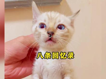 八条5岁回忆录 #猫咪小院 #小锋小志 #豹猫八条 #八条生日
