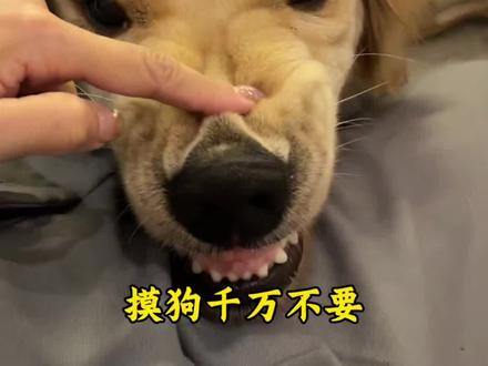 摸狗千万不能碰的三个禁区#狗狗 #养狗人#养狗小知识 #养狗经验分享 #新手养狗