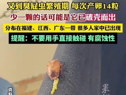 又到臭屁虫繁殖期,很多人家中突然大量出现(央视新闻)