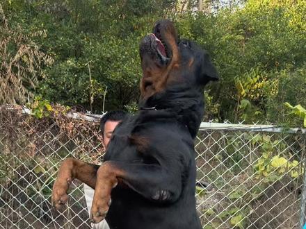 罗威纳犬尖嘴猴腮的比肥头大耳的好看#罗威纳#罗威纳护卫犬#德系罗威纳#罗威纳幼犬#罗威纳犬