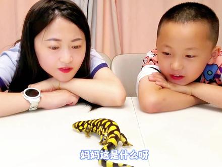 妈妈喜欢冷血动物,我奇怪的知识又增加了呢 #亲子互动 #满分父母修炼计划 #亲子游戏陪伴 #虎纹蝾螈
