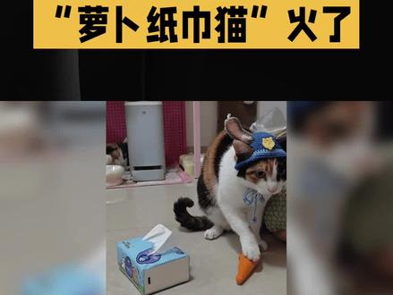 “萝卜纸巾猫”火了