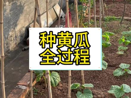 从种子到结果,60天种植黄瓜全过程!分享一些增加黄瓜产量的小技巧!播种黄瓜的时间是2-3月和8-9月,家里有院子或者阳台的朋友,一定要种几棵!老人孩子都爱吃!#花园生活 #种菜#种黄瓜#蔬菜种植#种菜小技巧