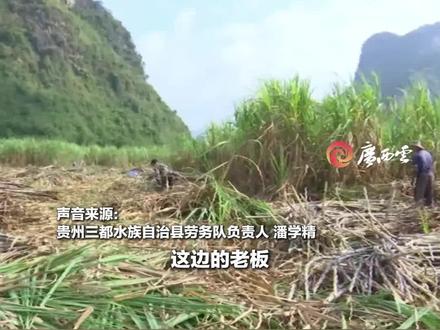 贵州老表砍甘蔗有多强?每人每天砍3吨,轻松拿捏!广西网友:阿姨砍刀都要冒烟了,谢谢你们~(来源:崇左市融媒体中心、龙州县融媒体中心)#贵州老表 #砍甘蔗 #广西