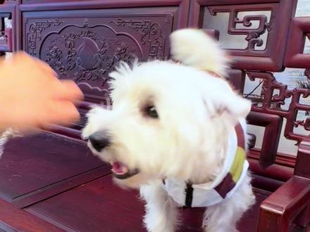 参加笨笨可乐的婚礼,被捧花砸中😂#万物可爱计划#养宠人不苦夏#爪住夏天每一帧#狗狗婚礼