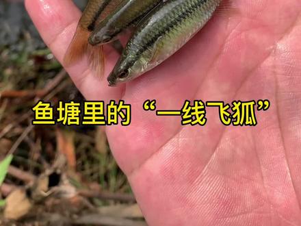 抓了一下午 鱼塘里都是一群群的小鱼!#原生鱼#户外#野采