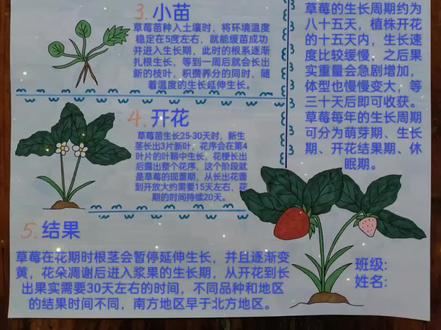 草莓生长过程手抄报#手抄报 #小学生手抄报 #草莓生长手抄报 #手抄报线稿可打印
