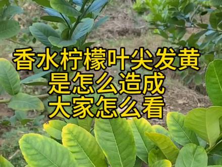 香水柠檬叶尖发黄是怎么造成大家怎么看#香水柠檬黄化