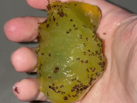 被压在史莱姆下的红火蚁 #入侵物种#红火蚁#红火蚁入侵